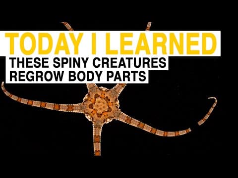 TIL: These Spiny Sea Creatures Can Regrow Lost Body Parts | Today I Learned - YouTube