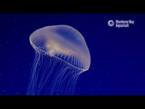 Crystal Jellyfish Are Clearly Awesome