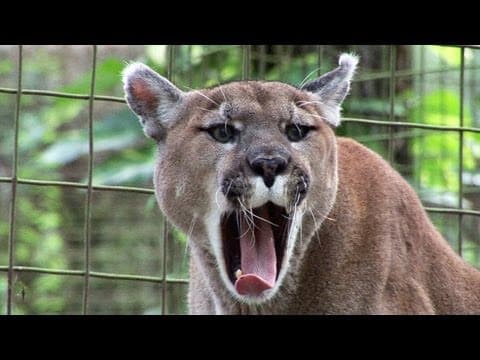 Funny Crazy BIG CAT SOUNDS