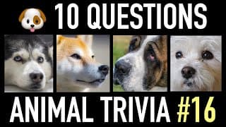 ANIMAL TRIVIA QUIZ