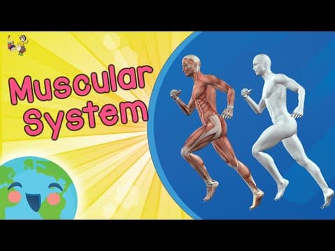 Muscular System For Kids (Educational Video for Kids)