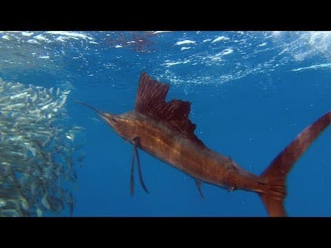 Sailfish Are Master Hunters