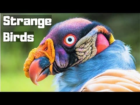 10 Most Wonderful Birds In The World
