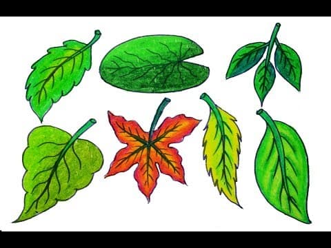 Draw different types of Leaves, How to draw Realistic Leaves