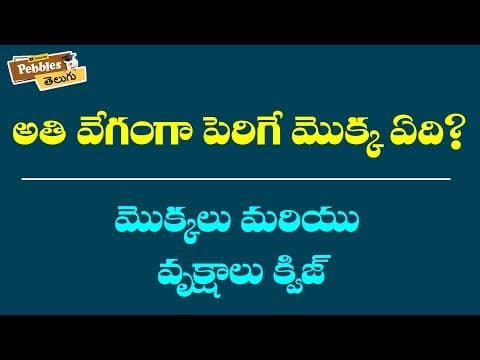 మొక్కలు మరియు వృక్షాలు | Quiz | Plants and vegetation in Telugu | Unknown facts & GK