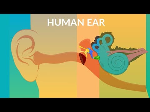How your Ear Work | Human ear structure and function