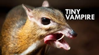 Chevrotain | The 12 Inch Ungulate