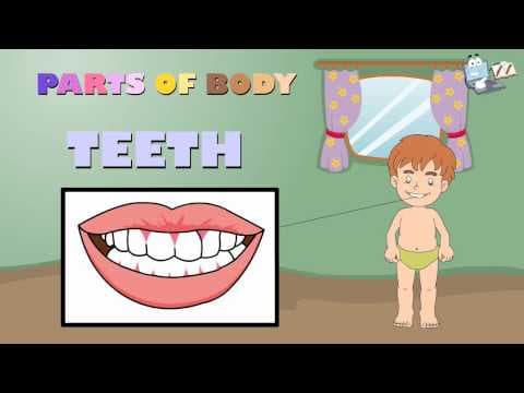 parts of body name - Kindergarten,Preschool & Junior Kids