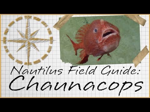 Nautilus Field Guide: Chaunacops Anglerfish