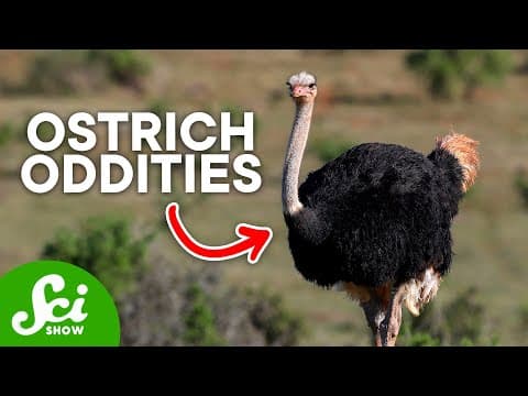 3 Odd Facts About Ostriches