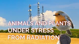 Animals And Plants Under Stress From Radiation
