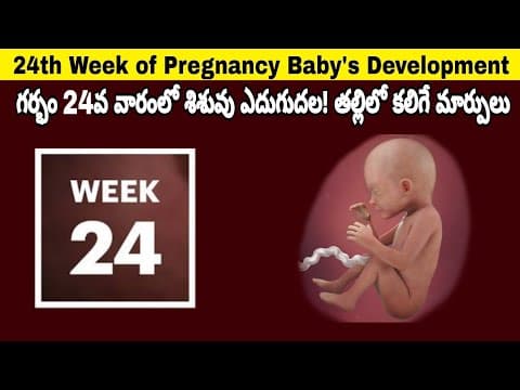 24th Week of Pregnancy Symptoms, Changes & Baby Development | 24th Week of Pregnancy in telugu