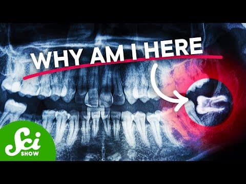 Why Do We (Still) Have Wisdom Teeth? - YouTube