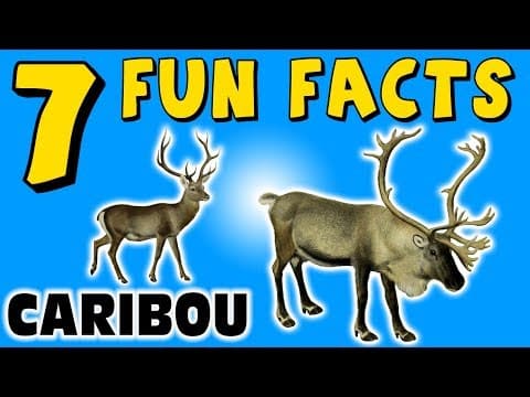 7 FUN FACTS ABOUT CARIBOU! FACTS FOR KIDS! REINDEER FACTS! Snow! Learning Colors