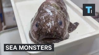 Monstrous Creatures Living In The Ocean's Abyss