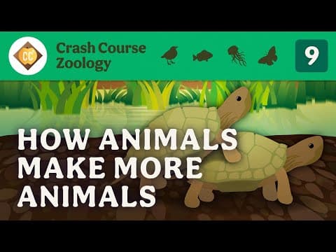 Reproduction: Crash Course Zoology