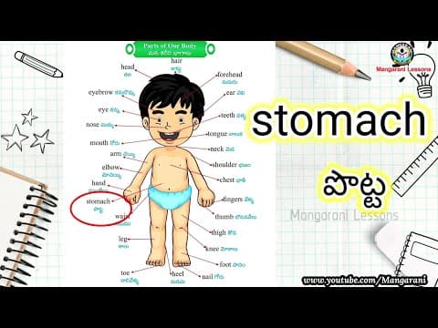 Learn a word a day, Word - stomach