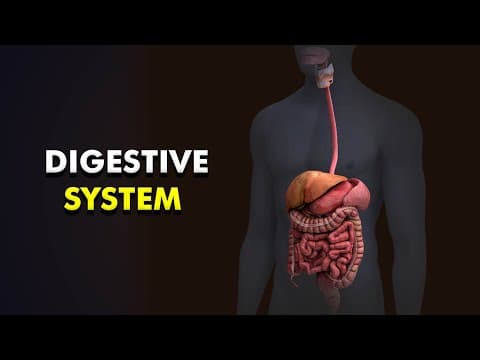 Human Digestive system Anatomy and Physiology (3d animation)