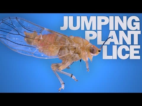 Jumping Plant Lice- The Fastest Front-Flipping Insects