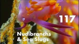 117 Nudibranchs & Sea Slugs from Lembeh, Indonesia