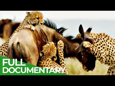 Cheetahs: fastest hunters in africa-owner free documentary nature