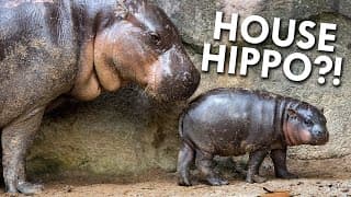 Pygmy Animals |Why Are These Animals So Smol