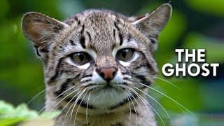 Salt Cat | The Ghost of South America