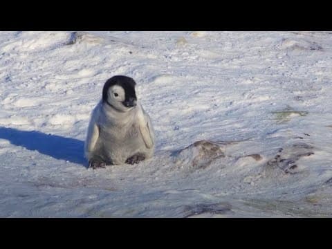 Baby Penguin Must Find Mother Before Freezing | Snow Chick: A Penguin's Tale | BBC Earth