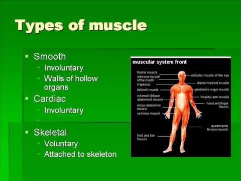 Muscular System Structure and Function