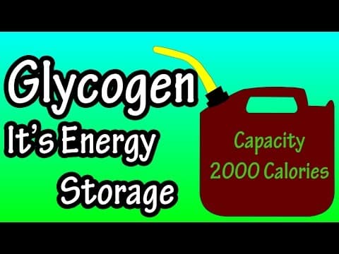Glycogen - What Is Glycogen - Glycogen Storage In The Body