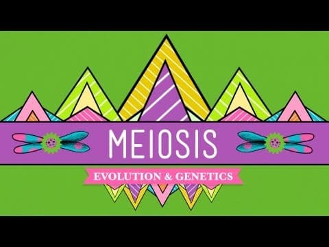 Meiosis: Where the Sex Starts - Crash Course Biology #13