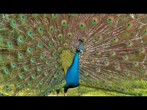 Peacock Dance Display - Peacocks Opening Feathers Bird Sound