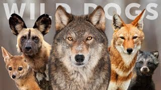 Fifteen Species of Wild Dog, Wolves, Jackals