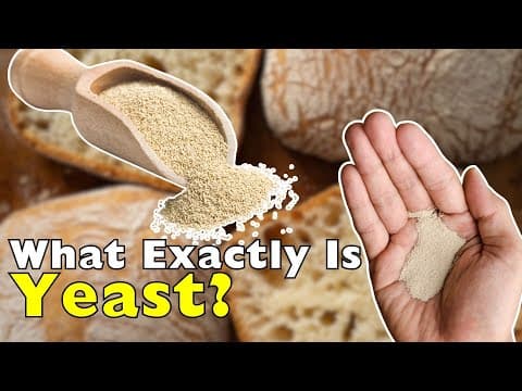 What Yeast Is Really Doing to Your Food