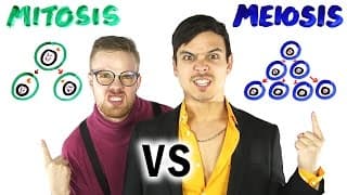 Mitosis vs Meiosis RAP BATTLE
