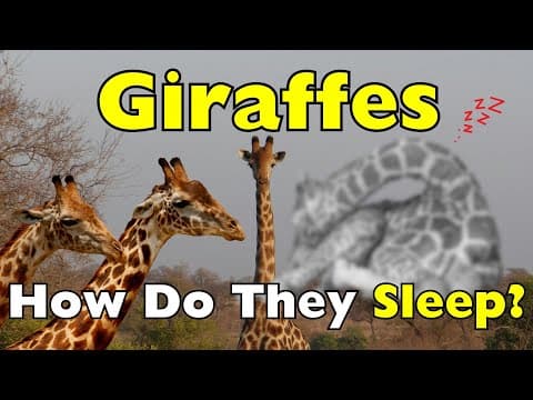 How Do Giraffes Sleep? It’s Not What You Think