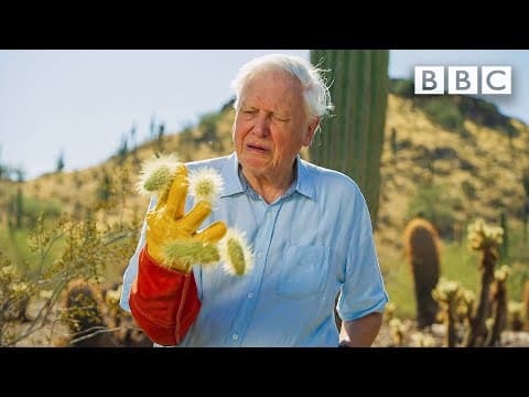 David Attenborough encounters the most DANGEROUS plant in the desert! 😲🌵 The Green Planet 🌱BBC - YouTube