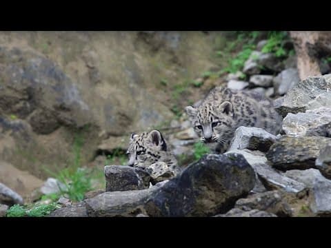 Zoo Zürich Jungtiere- Erste Abenteuer der Schneeleopardenzwillinge