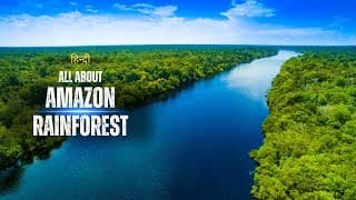 All About Amazon Rainforest | Hindi | Quick Support