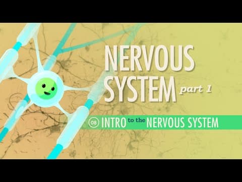 The Nervous System, Part 1: Crash Course Anatomy & Physiology #8 - YouTube