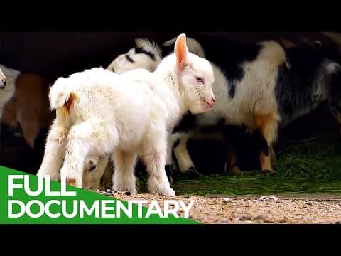 Baby Animals Discovering Their World | Episode 5
