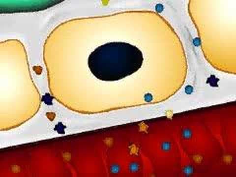 How The Body Works, The Lymphatic System