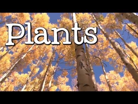 What is a plant? all about plants for kids