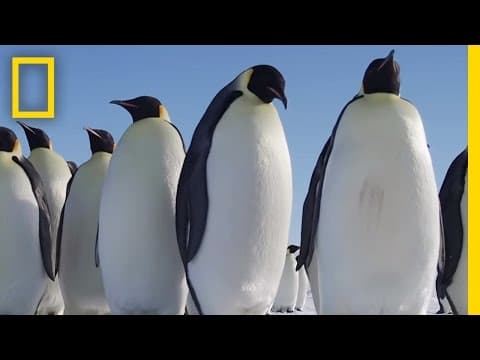 All about the emperor penguin - continent 7 antarctica