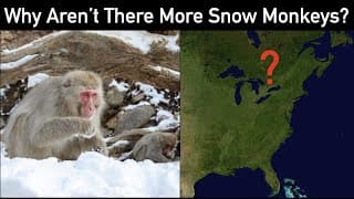 Why Arent There Snow Monkeys in North America or Europe
