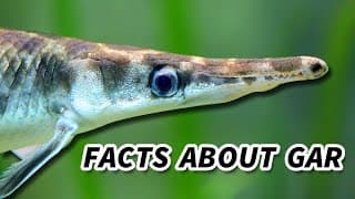 Gar Facts |a PREHISTORIC FISH
