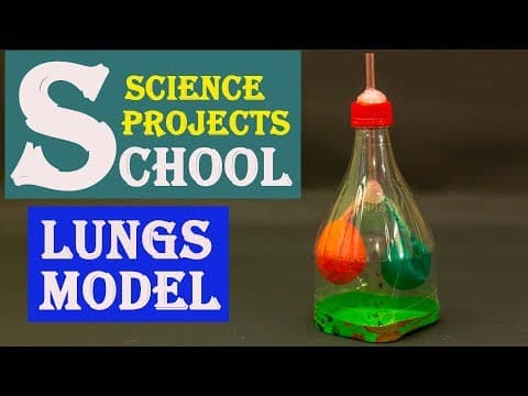 School Science Projects Lungs Model