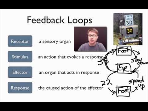 Elements of a Feedback Loop