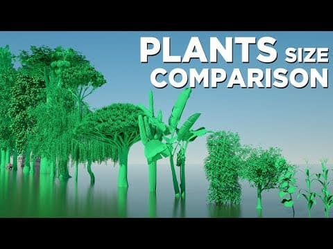 Plant sizes in perspective