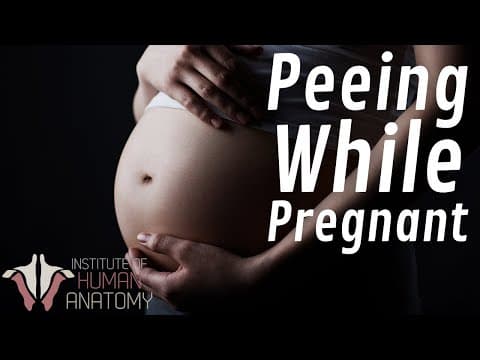 Why pregnant women pee soooooooo much